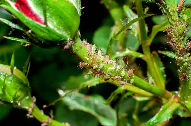Aphids damage roses