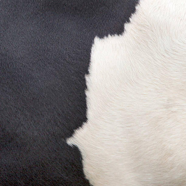 istock square part of black and white cow hide 538774885