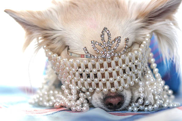 istock Marie antoniette chihuahua 538775037