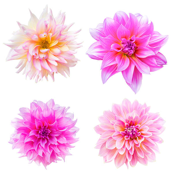 istock beautiful dahlia flower isolated 538775039