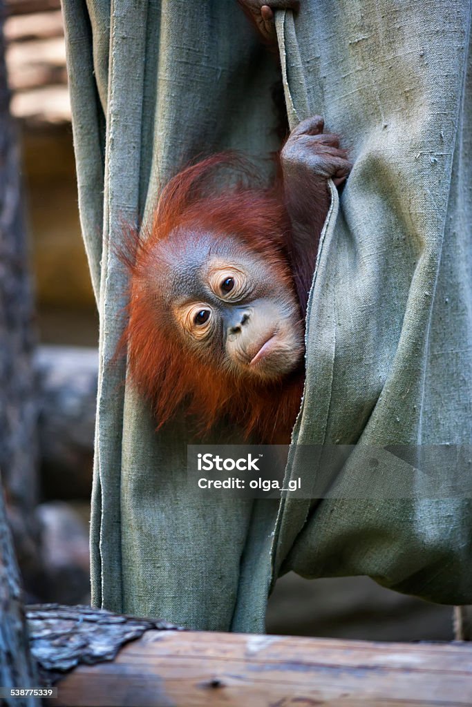 Hide and seek of an orangutan baby in canvas. 2015 Stock Photo