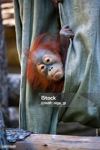 Hide And Seek Of An Orangutan Baby In Canvas Stock Photo - Download Image Now - 2015, Animal, Animal Wildlife