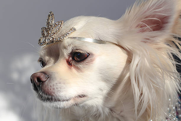 istock White Princess Chihuahua 538775555