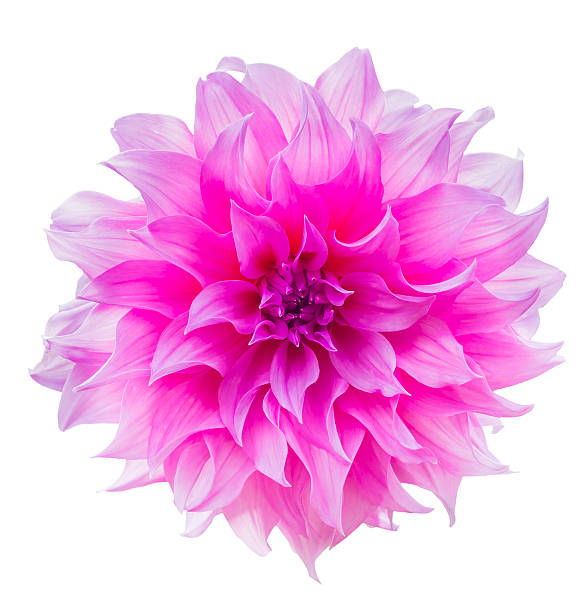 istock beautiful dahlia flower isolated 538775559