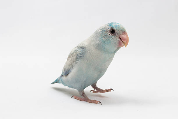 istock Pastel Blue Forpus Bird 538775610