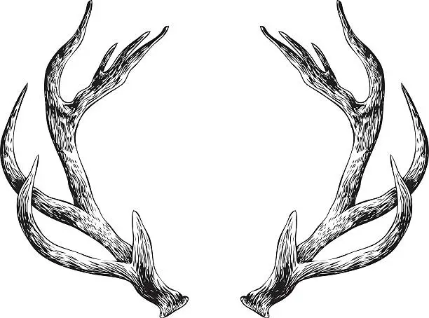 Vector illustration of Antlers