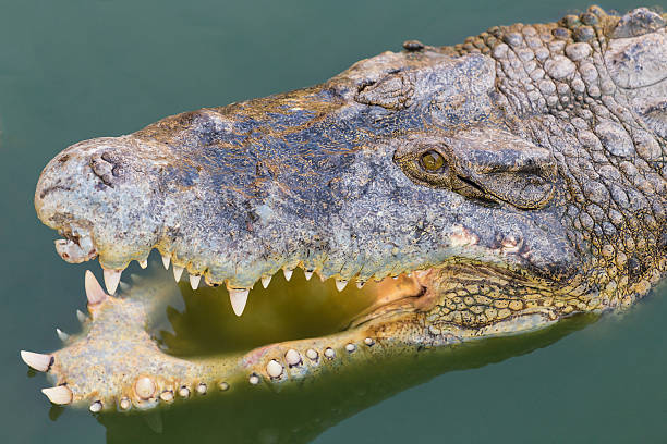 istock Head of a crocodile in the water. 538776367