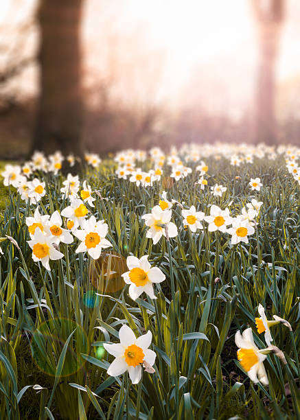 Bed of flowers