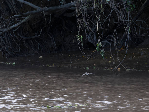 Little spotted sand piper flying over mud