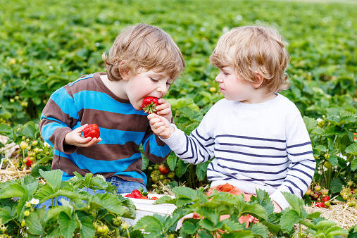 Two little friends having fun on strawberry farm in summer. Feeding each other with organic berries and spending time together. Cute blond brother boys eating healthy berries.