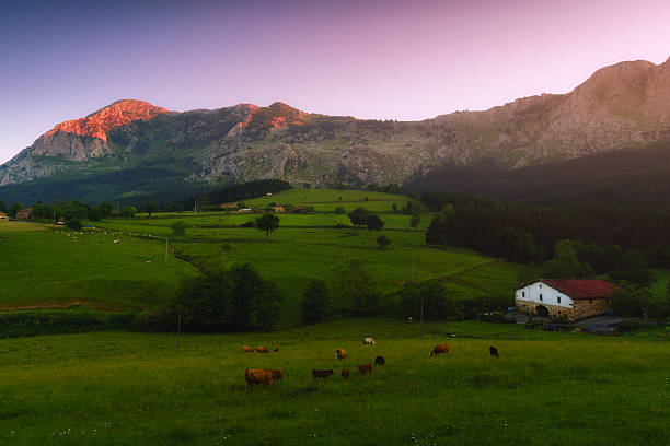 farm with cows and sheep in Axpe, Atxondo. Basque country