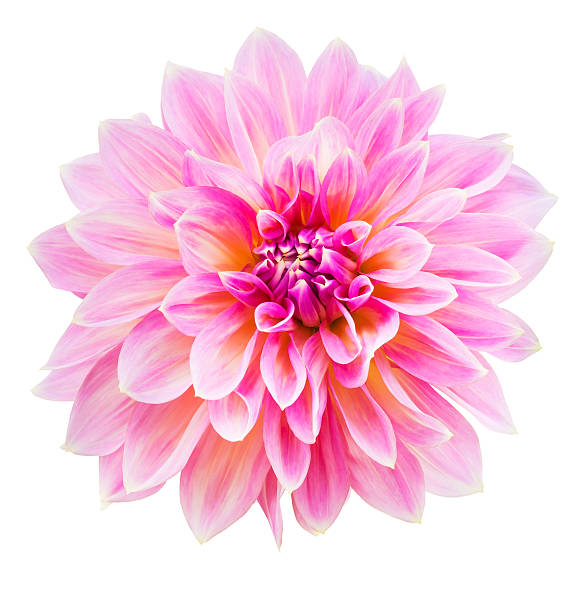 istock beautiful dahlia flower isolated 538778583
