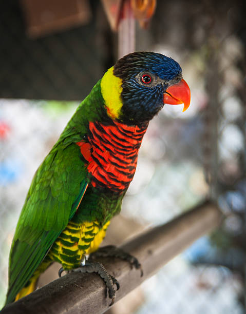 istock Portrait of a multi-colored parrot, Koh Samui, Thailand 538778891
