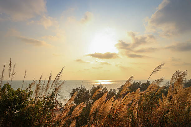 Sunset landscape over the mountain and ocean background - Grass flower field with ocean and blue sky background