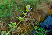 wildblumen.jpg?b=1&s=170x170&k=20&c=ZCXpFj4YjEIA_oyezoZszTPz5lw4XsirzwW-LFp9Ybg=
