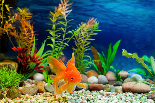 A mature 55-years-old active positive attractive woman cleaning a huge fish tank