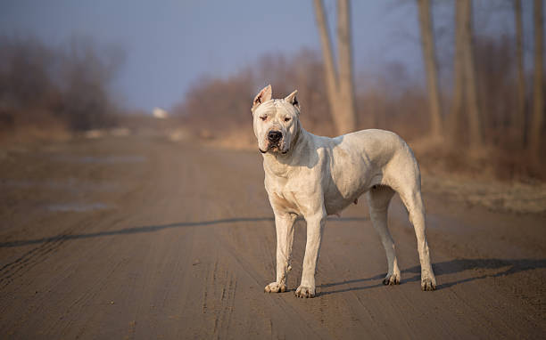 Dirty Dogo Argentino in Nature Dirty Dogo Argentino in Nature dogo argentino stock pictures, royalty-free photos & images