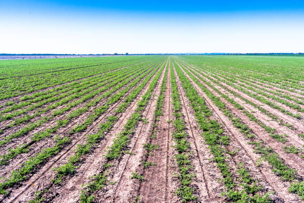 Mung Beans Mung beans growing on a grain farm in Australia. cerial stock pictures, royalty-free photos & images