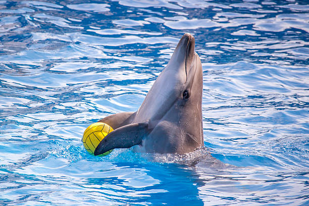 istock cute dolphins during a speech at the dolphinarium, Batumi, Geo 538781472