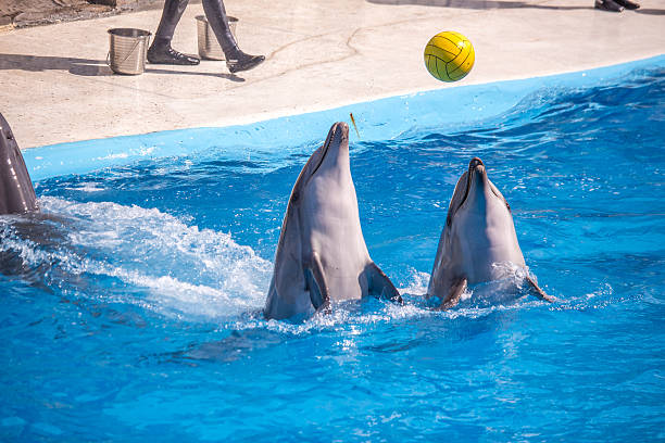 istock cute dolphins during a speech at the dolphinarium, Batumi, Geo 538781536