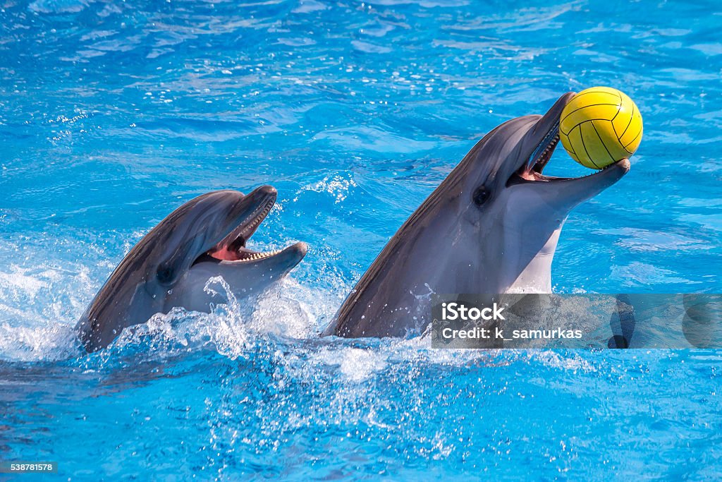 cute dolphins during a speech at the dolphinarium, Batumi, Geo a cute dolphins during a speech at the dolphinarium, Batumi, Georgia. Dolphinarium Stock Photo