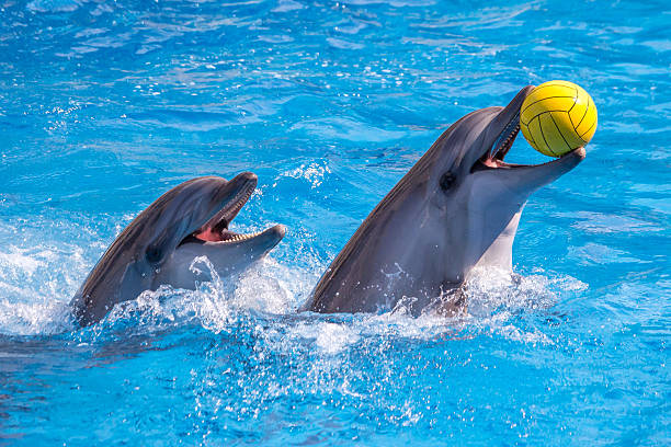 cute dolphins during a speech at the dolphinarium, batumi, geo - animals in captivity stok fotoğraflar ve resimler