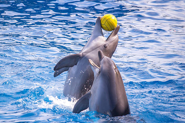 istock cute dolphins during a speech at the dolphinarium, Batumi, Geo 538781684
