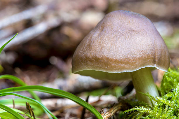 zbliżenie maleńkich grzybów - mushrooms mushroom fungus fungi undergrowth zdj�ęcia i obrazy z banku zdjęć