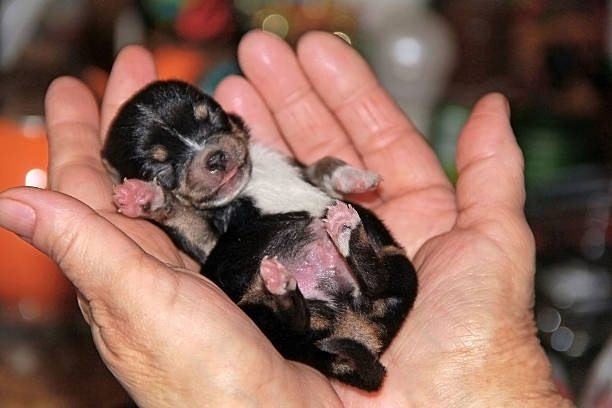 istock Puppy in the palms 538782244