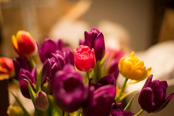 tulips on table stock photo