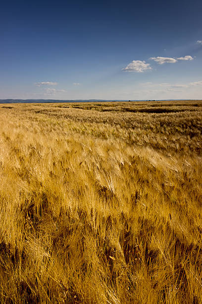 istock Golden Wheat field  on sunny day, Blue sky, Cloudscape, 538784278