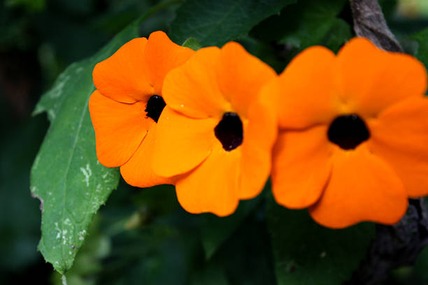 istock In to the Flowers 538784442