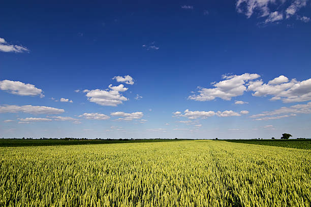 istock Green Wheat field and countryside scenery. Wheat Field and Clouds 538784856