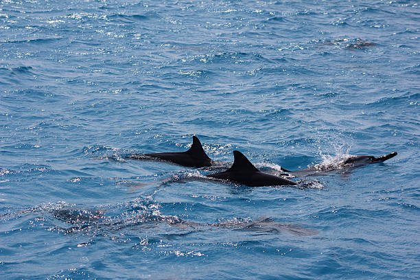 istock Dolphins in ocean in maldives sea 538784900