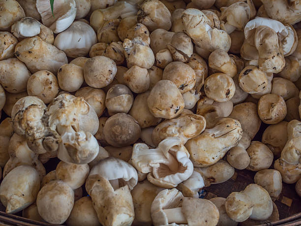 istock Close up group of straw mushrooms. 538785480