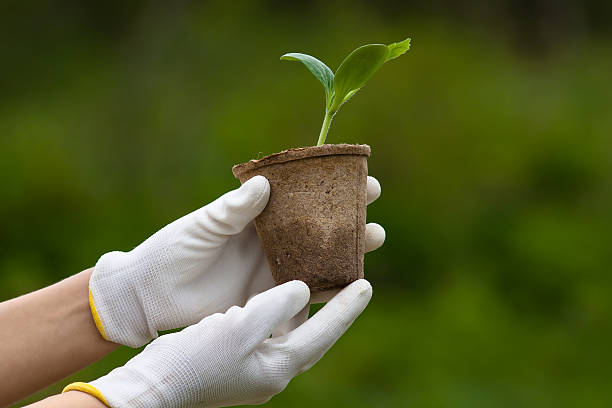 istock hands holding seedling of marrow 538785836