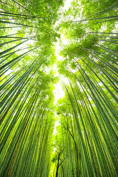 foresta di bambù in giappone di kyoto - giant bamboo foto e immagini stock