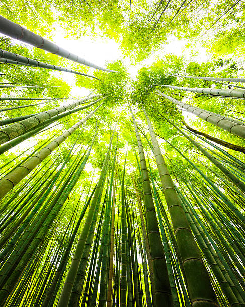 bosque de bambú en kyoto, japón - giant bamboo fotografías e imágenes de stock