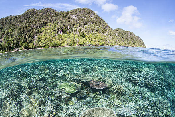 istock Remote Tropical Island and Coral Reef 538786826