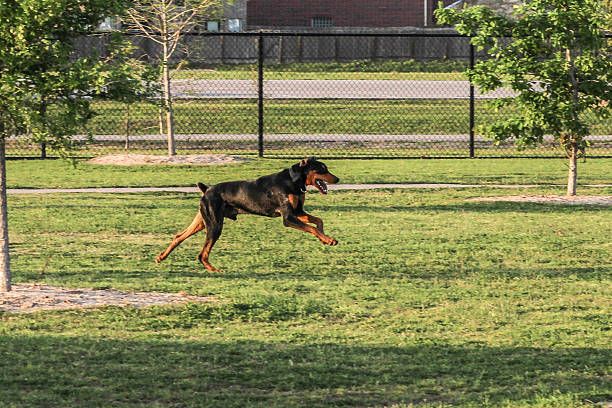 Beautiful woman to play with Doberman