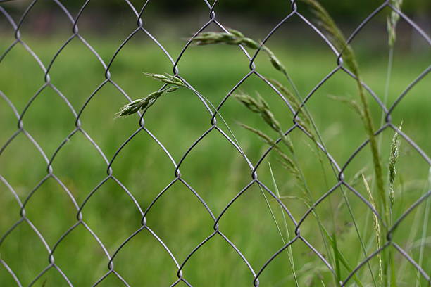 kettenzaun mit wiesenpflanze - green fence chainlink fence wall stock-fotos und bilder