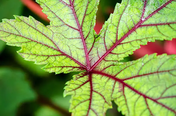 Photo of Closeup texture on leaf