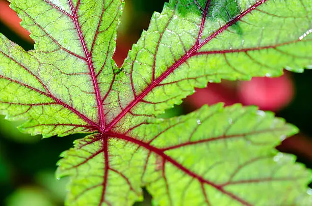 Photo of Closeup texture on leaf