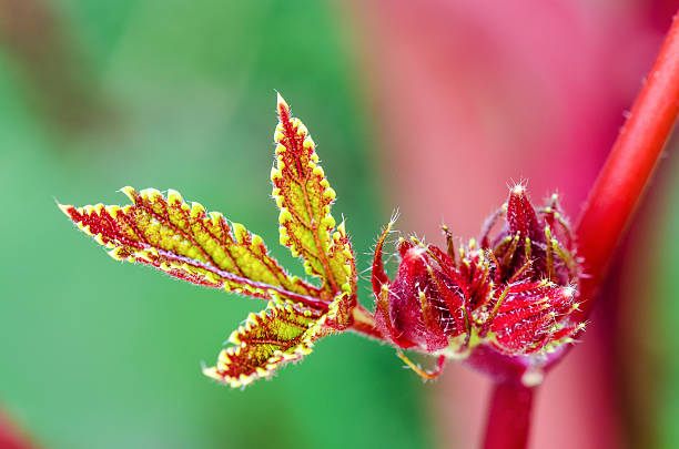 istock Closeup green red on leaf and fruit 538788770