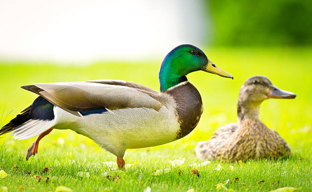 istock Mallard Duck Couple Resting on Grass Lawn Together 538788796