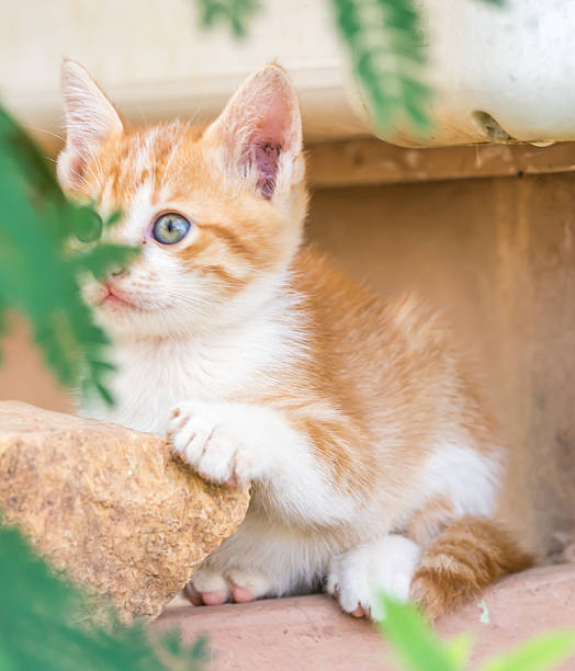 istock Cute of brown and white kitten is looking for something. 538789290