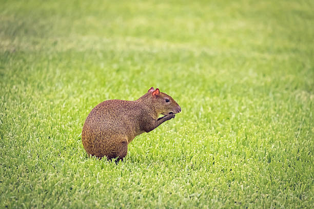 агути - agouti стоковые фото и изображения