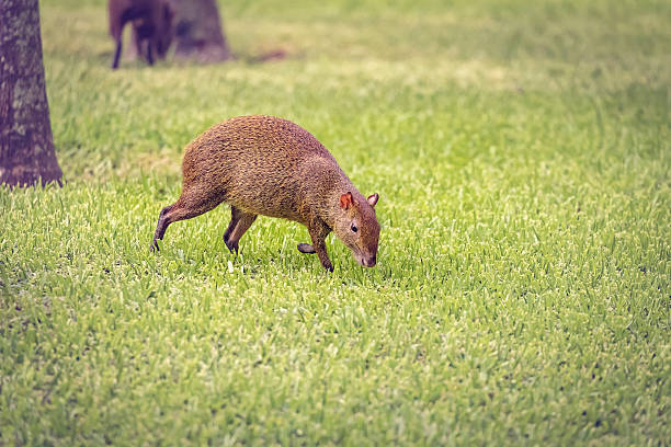 агути - agouti стоковые фото и изображения