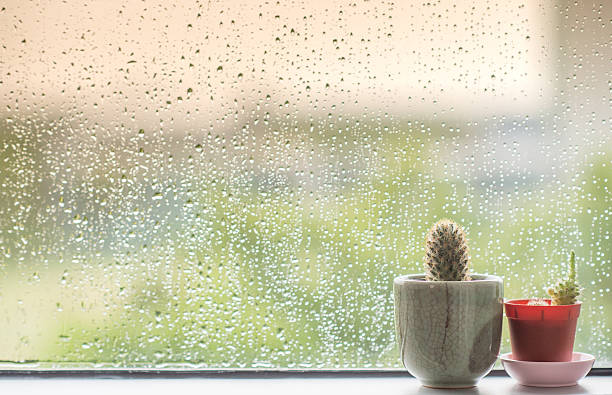 istock Cactus behind water drops of rain on a window glass 538790502