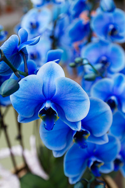 istock Blue orchid on flower show 538790560